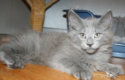 Leo