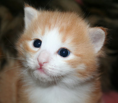 Frankie