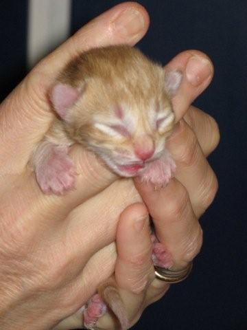 Junior