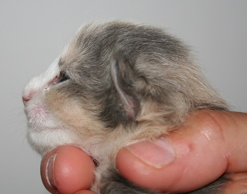 Kristall